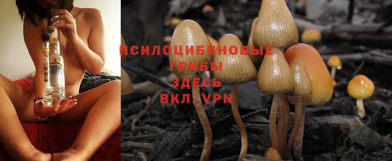 Псилоцибиновые грибы Psilocybe Инта